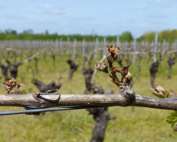 Loire-Atlantique - Viticulture : indemnisation au titre des calamités agricoles