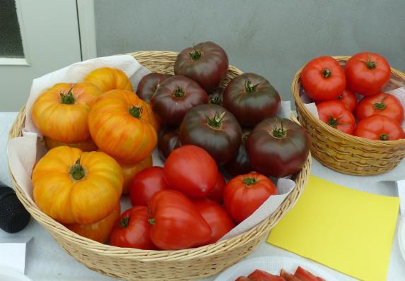 Loire-Atlantique  Une journée innovation en tomates et concombres  à Carquefou