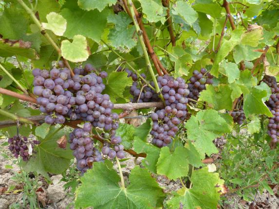 Viticulture - La filière du vin sollicite une rencontre avec la ministre de la santé