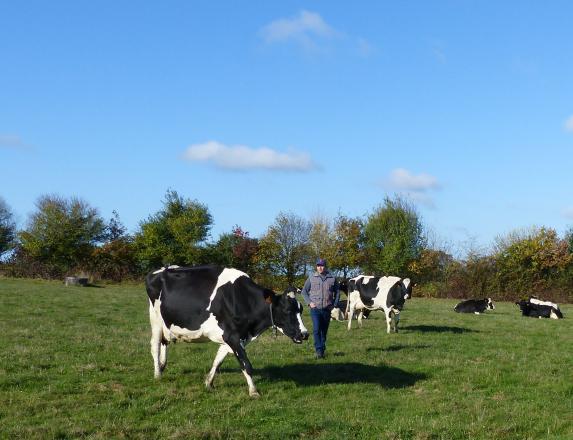 Loire-Atlantique (vidéo) Dernière semaine pour s'inscrire au concours départemental Prim'Holstein
