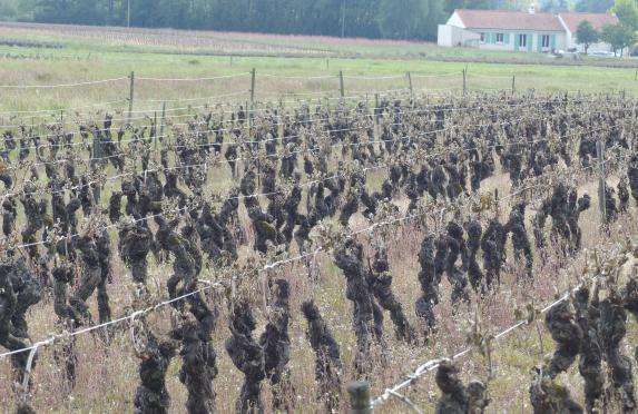 Loire-Atlantique- Fonds d'allègement des charges : ouverture aux viticulteurs ! 