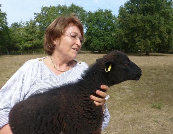 Loire-Atlantique - A Béré, Un National mouton d'Ouessant avec 165 animaux