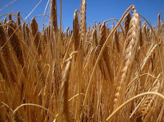 Récolte de blé record en Australie après une météo favorable