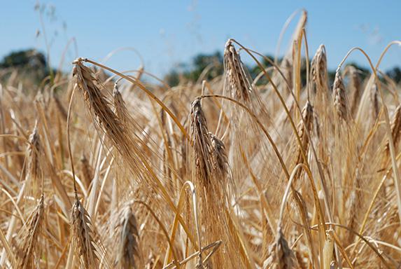 Moisson - la bonne qualité du blé se confirme