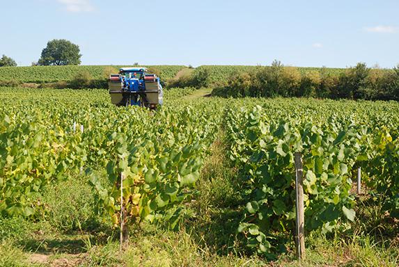 Pays de la Loire - PCAE végétal : ouverture de l'appel à candidatures