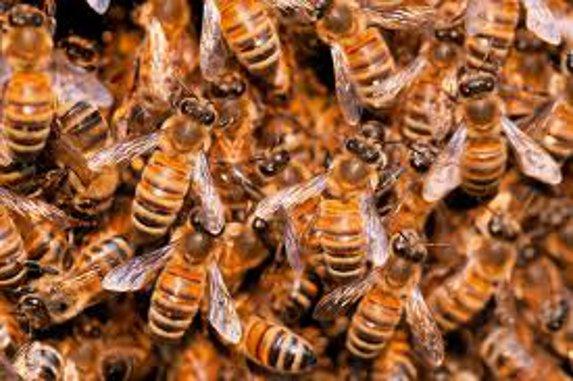 Miel: la récolte 2016 est en net recul, selon l'Unaf