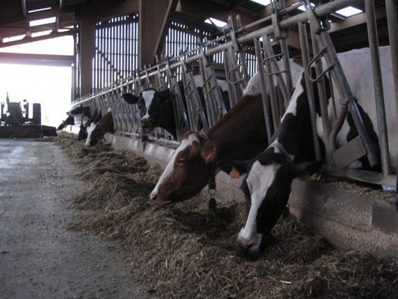 Aliments du bétail: la production française en baisse de 1% sur 9 mois