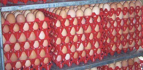 Oeuf de poules en cages: après Carrefour, Intermarché et Netto disent stop à partir de 2025