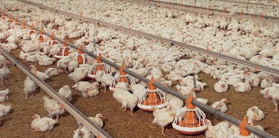 Influenza aviaire: 13M€ versés aux éleveurs de palmipèdes en novembre