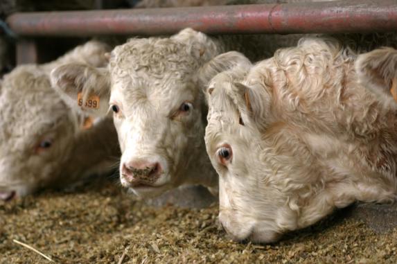 Viande bovine : des exportations en hausse de 3% en juillet