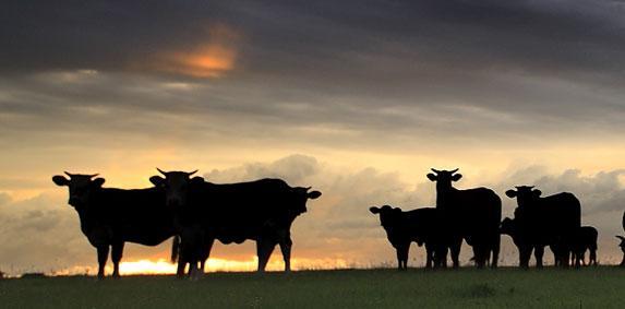 Elevage bovin et climat: F. Hollande demande aux éleveurs de poursuivre leurs efforts