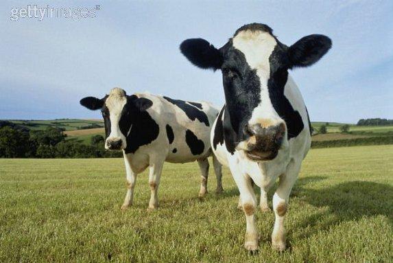 Sélection génétique: 5 à 10% des éleveurs laitiers utilisent le génotypage