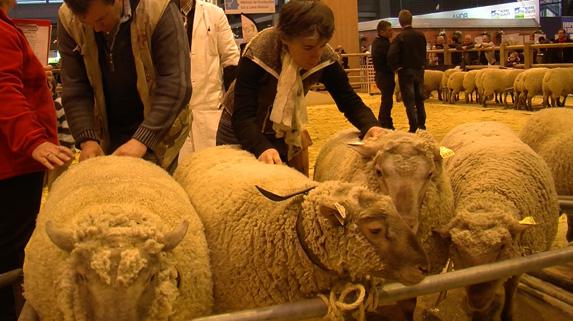 Résultats Concours Général Agricole : les animaux de Loire-Atlantique primés !