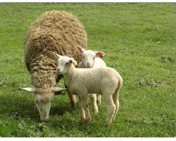 La France, premier pays importateur d'agneaux irlandais sur les cinq derniers mois