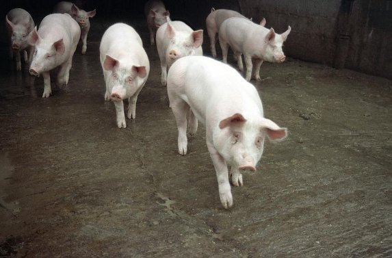 Porcs: les jambons de la Cooperl commercialisés en Chine à partir de juillet