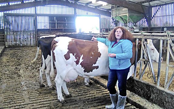 Loire-Atlantique - L'acupuncture pour soigner les bovins