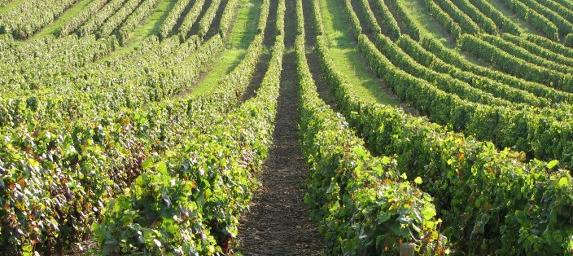 Vin: la production française s'annonce inférieure à la moyenne (Agreste)