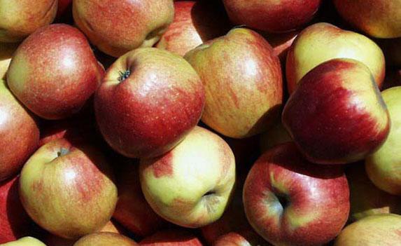 Léger recul de la production européenne de pommes, baisse plus forte en poire