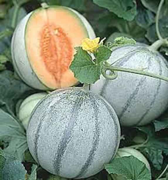 Melon : une offre trop limitée par rapport à la demande