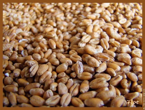 La récolte de grains estimée en baisse de 20 % par ODA
