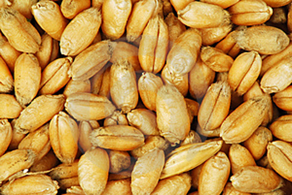 Les stocks mondiaux de blé à un niveau record fin 2015-16 selon le CIC