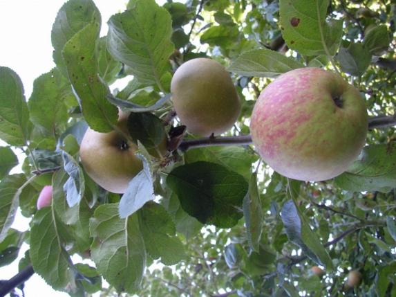 Pommes et poires : le retard des récoltes entame les stocks
