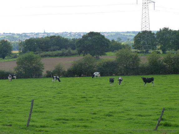 Prairies permanentes : le ratio stable en Pays de la Loire
