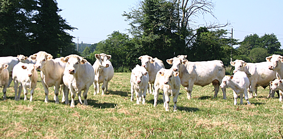 élevage allaitant : les aides bovines de la PAC 2015 versées en totalité
