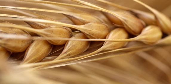 Céréales - La récolte française de blé tendre estimée à 37,3 Mt 