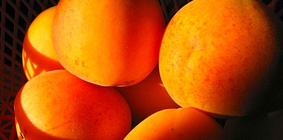 Fruits d'été - en 2017, un marché difficile pour l'abricot