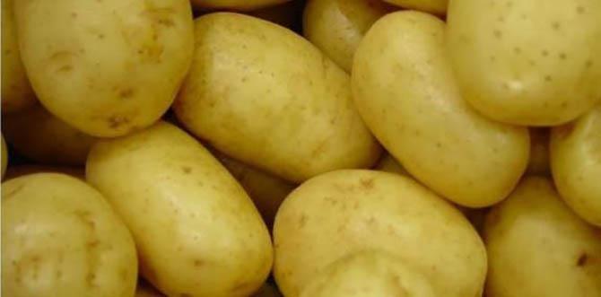 Plan de filière pommes de terre - Plus de fécule, de bio et d'export lointain