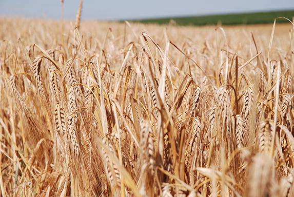 Céréales - Des exportations dynamiques en orge et blé tendre
