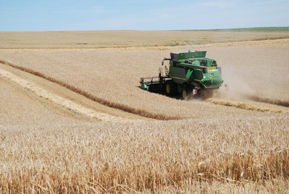 Moisson - la bonne qualité du blé tendre se confirme selon FranceAgriMer