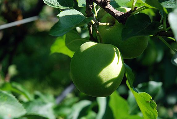 Pommes - La récolte 2017-2018 affectée par le gel
