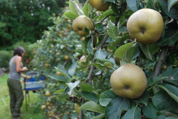 Récolte 2016 : pommes sucrées mais pas en quantité