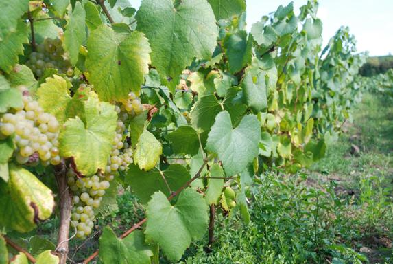 Biocontrôle - M2i vise 20 % du vignoble avec sa phéromone lauréate du Prix Potier
