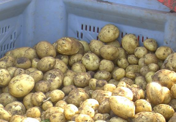 Pommes de terre : l’export en hausse en tonnage mais en recul en valeur