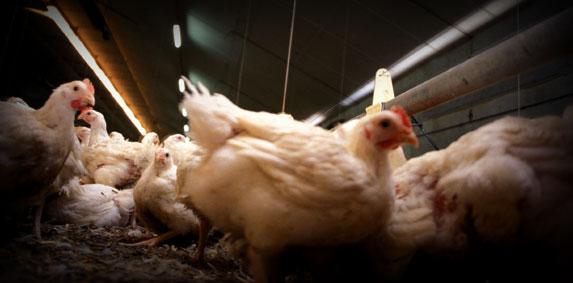 Grippe aviaire - Stéphane Le Foll annonce « un pacte » avec les filières