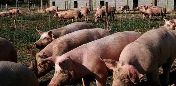 La production porcine quasi stable en janvier (Agreste)