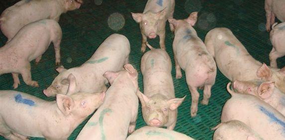 Porcs : la production française se replierait de 1% en 2015