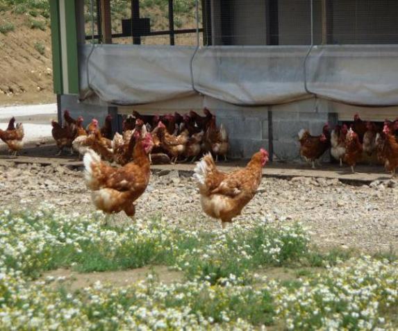 Influenza aviaire - Le dispositif de soutien effectif à compter du 6 avril