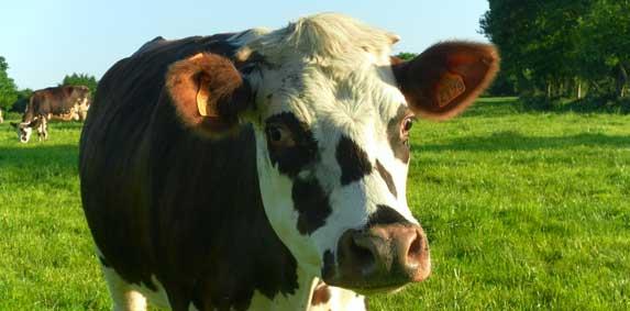 En Europe, le nombre de vaches a augmenté de près de 1% en 2014