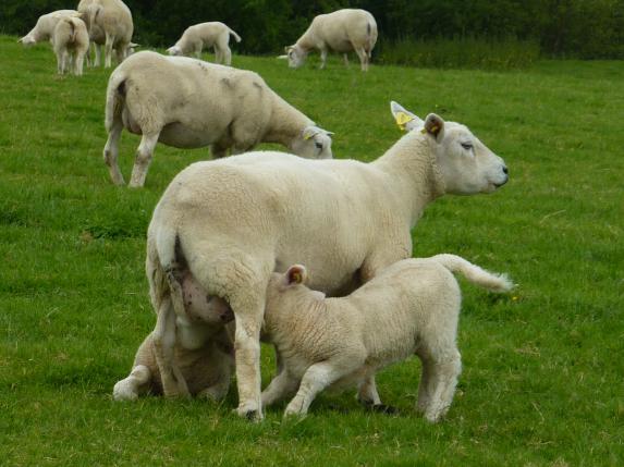 Ovins - Baisse du prix de l'agneau de 8% en février 2017 par rapport à février 2016