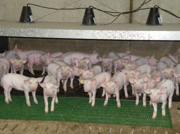 Stop à la baisse du prix du porc : on franchit la ligne rouge !