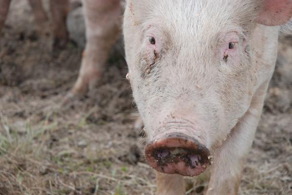 Porc: en Espagne, les ventes de l'appellation «Porc ibérique» rebondissent