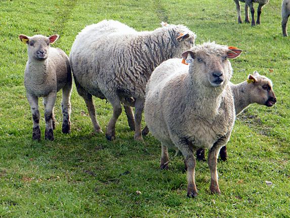 La FNO se félicite des conclusions du forum sur l'avenir de la production ovine