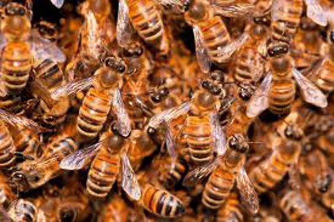 La FAO et l'ONU annoncent une journée mondiale des abeilles le 20 mai