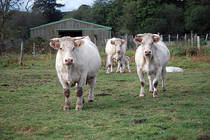 Viande bovine - La filière française vent debout contre les accords de libre-échange