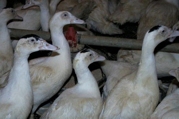 Filière canard - MaÃ¯sadour inaugure un site pilote de biosécurité