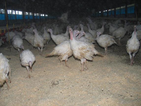Volailles et palmipèdes - 32 signataires pour le « Pacte influenza aviaire »